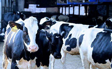 濰坊制冷罐客戶與我司達(dá)成豬血冷藏罐采購(gòu)意向