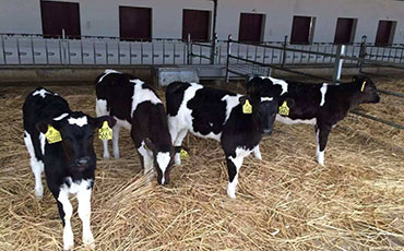 奶牛布魯氏桿菌病簡介及綜合防治