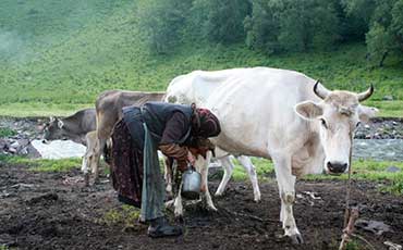 敕勒川上“轉(zhuǎn)型記”：新東牛奶制冷罐為草原鮮奶注入科技恒溫