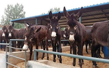 新東鮮奶運(yùn)輸車(chē)以技術(shù)實(shí)力贏得巴西乳企信賴