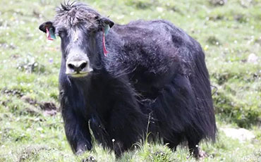 阜陽(yáng)潁淮食品選擇新東制冷罐，破解豬血保鮮難題