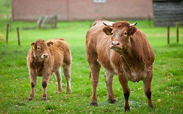 幾種養(yǎng)牛節(jié)省飼料小常識，你知道幾條？